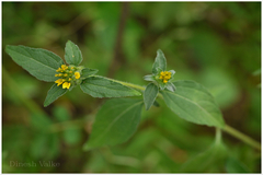 Sclerocarpus africanus